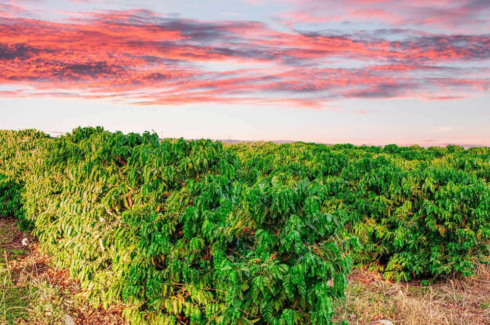 Coffee farm in Cerrado, Brazil