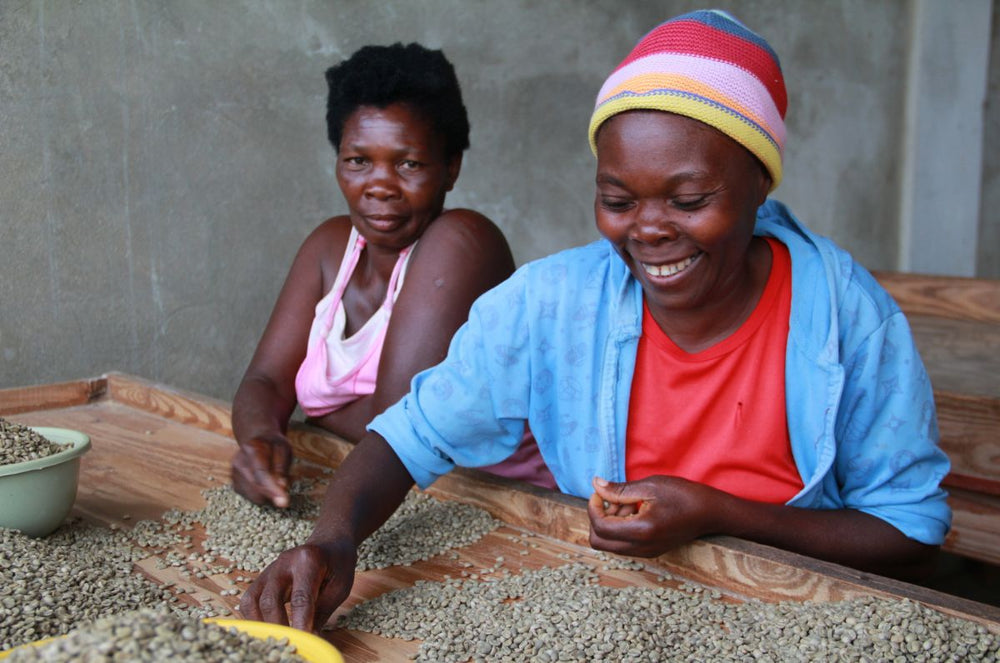 Kolen farmers picking out coffee beans
