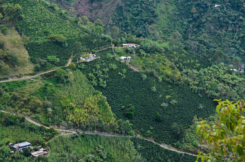 a group of Coffee farms in the Antioquia region of Colombia