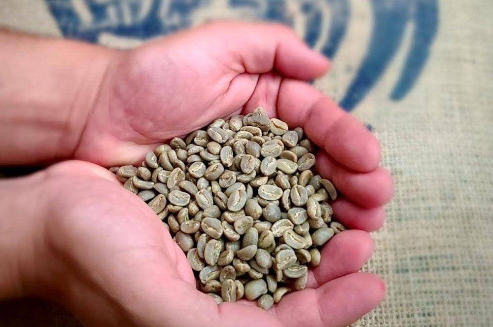 Baptiste green coffee being held in Haiti