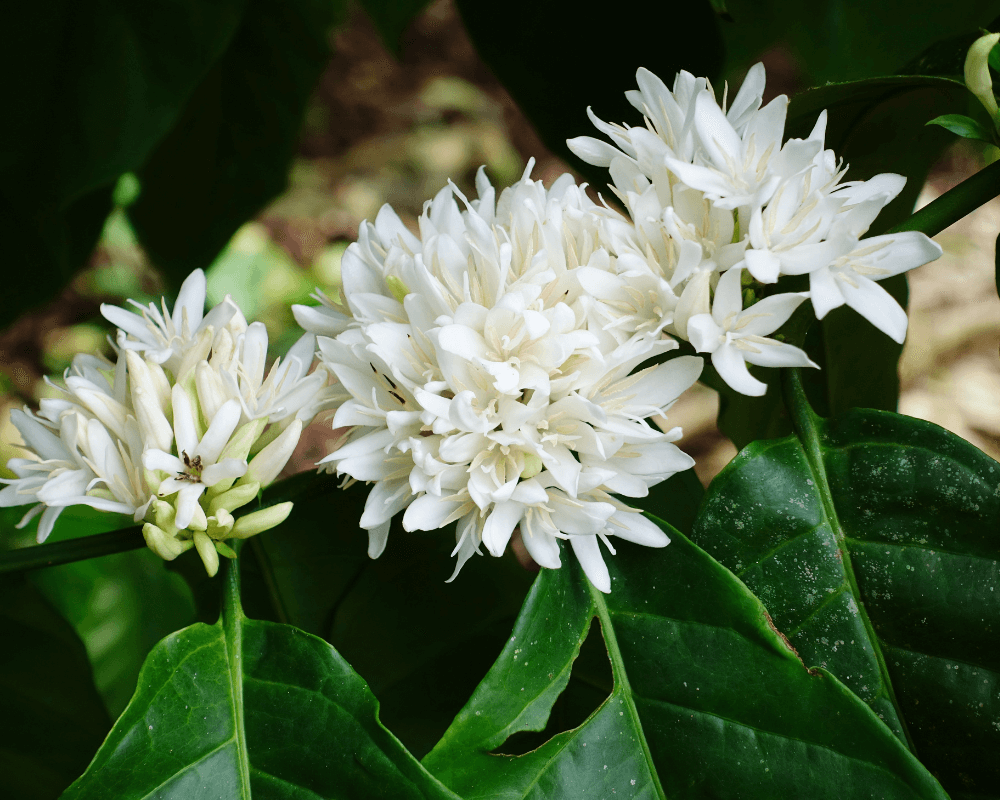 Coffee Flower