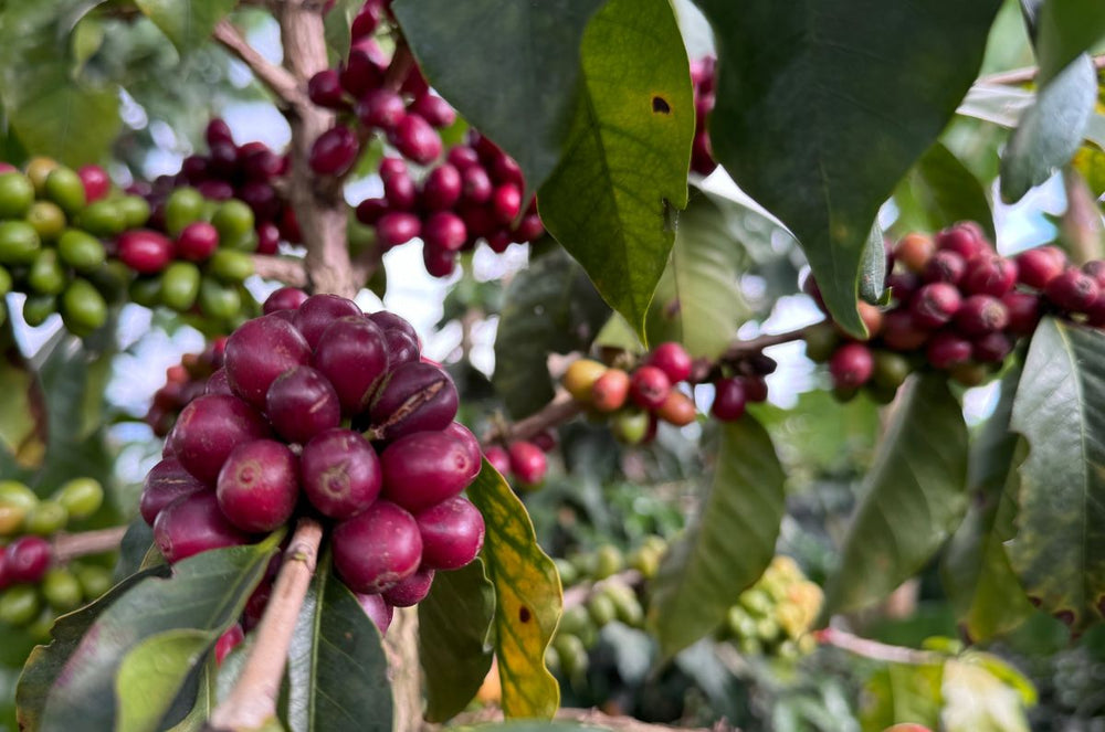 Coffee Cherries from Cafe Primitivo