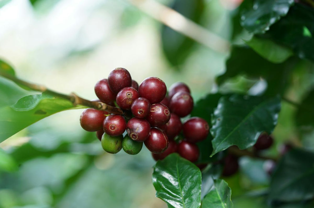 Red Coffee Cherries of Cenicafe WDF from Finca Alma Silvestre