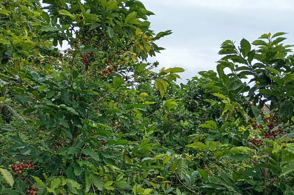 A farm in the CADEFIHUILA cooperative