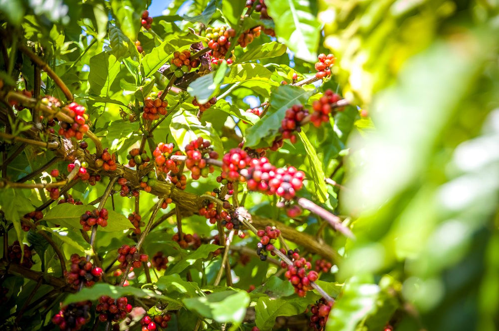 Wush Wush Coffee plants