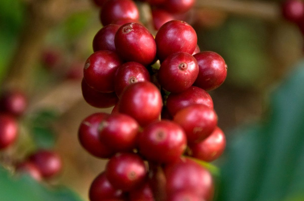 Castillo Ginger Red Coffee Cherries from Finca El Paraiso