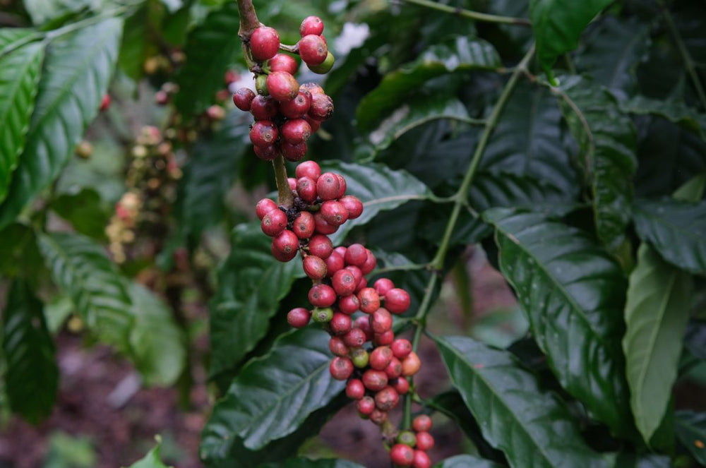 Red plums Red coffee cherries from Finca El Paraiso