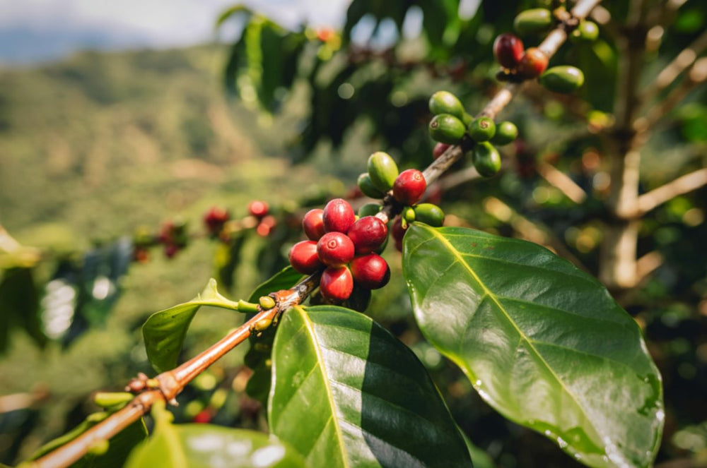 Geisha Luna Coffee berries on a branch in Finca El Paraiso