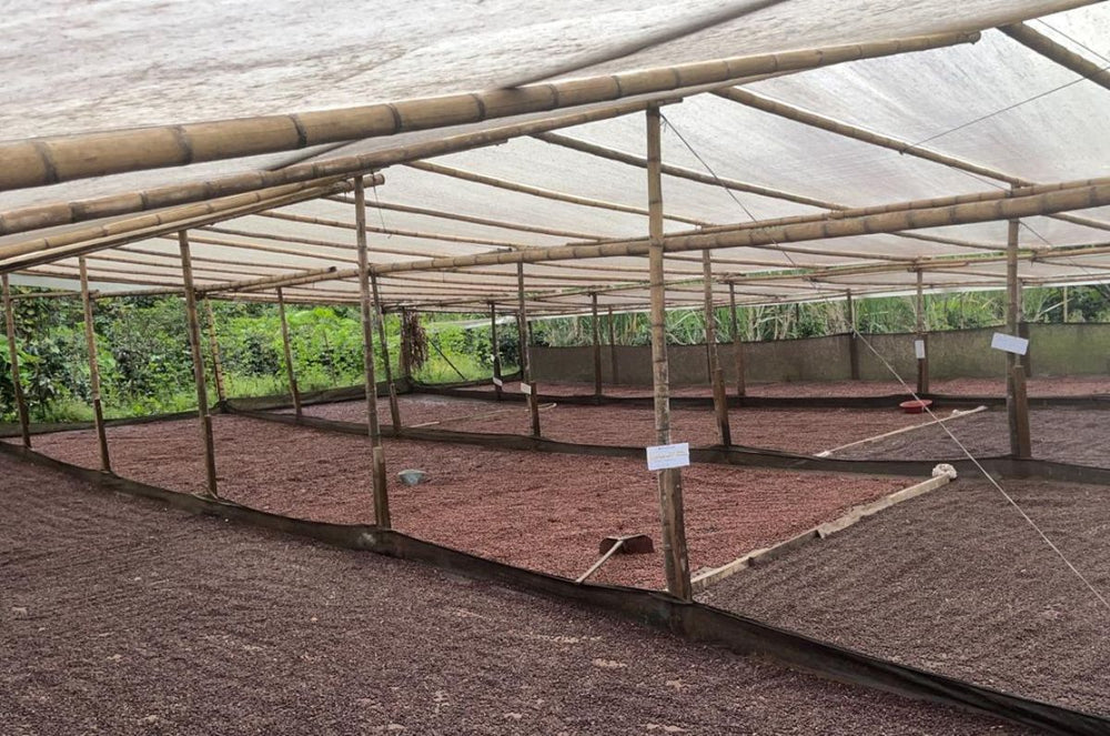 CADEFIHUILA's Community coming together to harvest Excelso