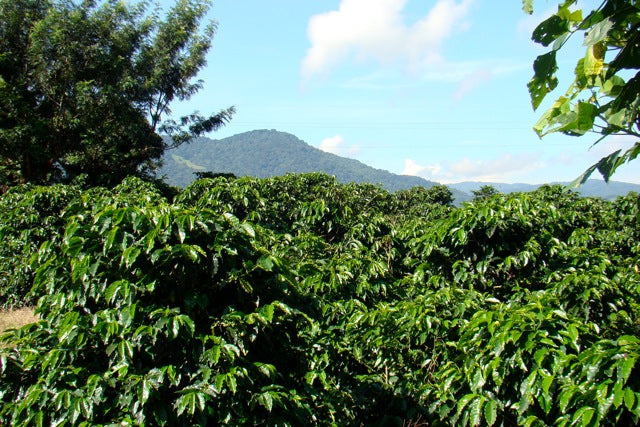 Finca La Isabella, Tres Rios, Costa Rica