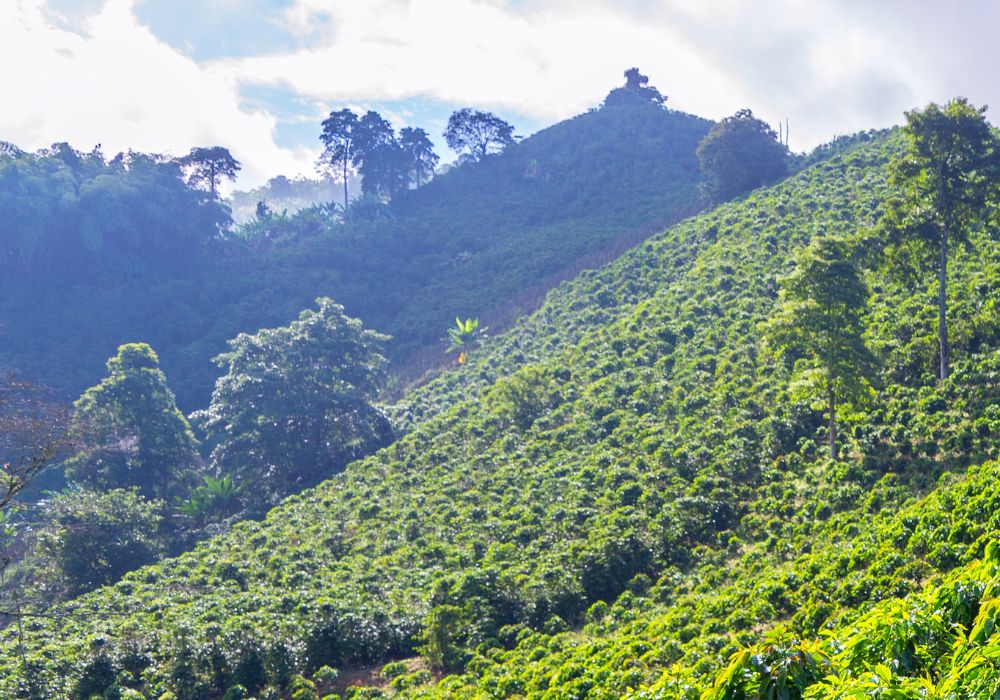 Finca La Rosalia, in tres rios, costa rica