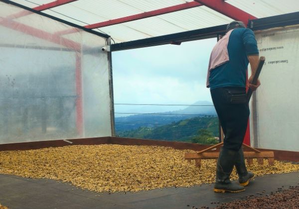 Farmer raking the beans on a drying rack