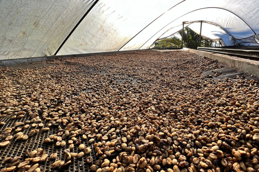 A Micro-lot of Queen Geisha in Jardin Coffea diversa