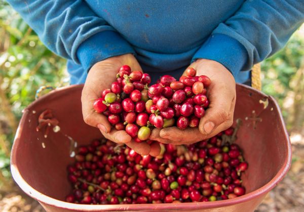 Las Flores Red Cherries