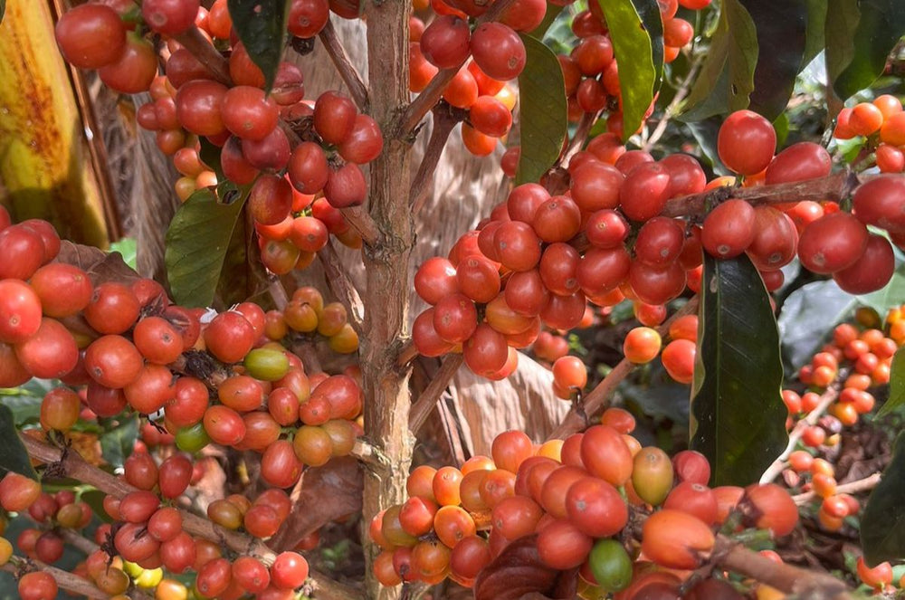 Coffee Cherries in Huila, Colombia. These are the Sidra Bourbons