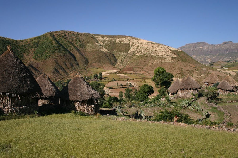A coffee farm in the Yirgacheffe region of Ethiopia.