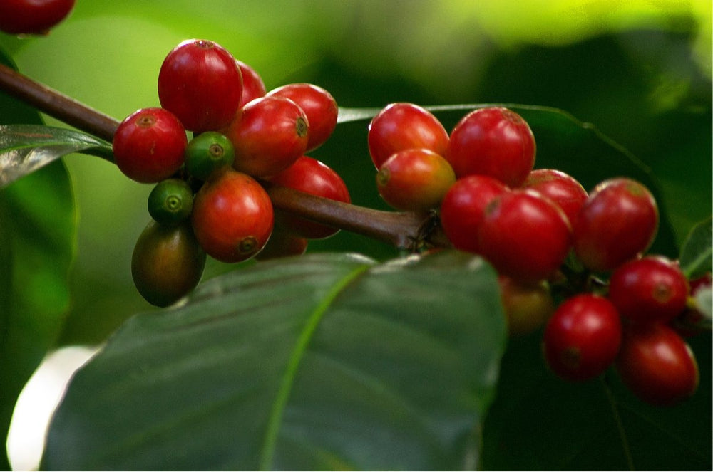 Red Coffee Beans in Antioquia