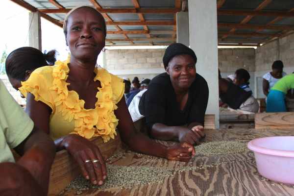 Haitian women in coffee, from the farm to the cup.