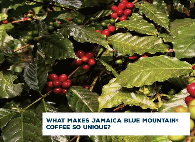 What makes Jamaica Blue Mountain Coffee so unique