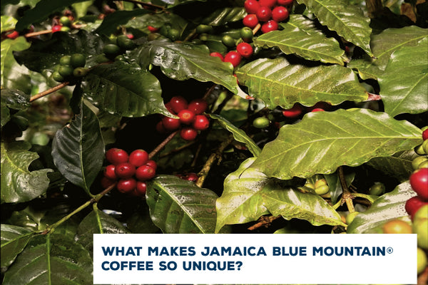 What makes Jamaica Blue Mountain Coffee so unique