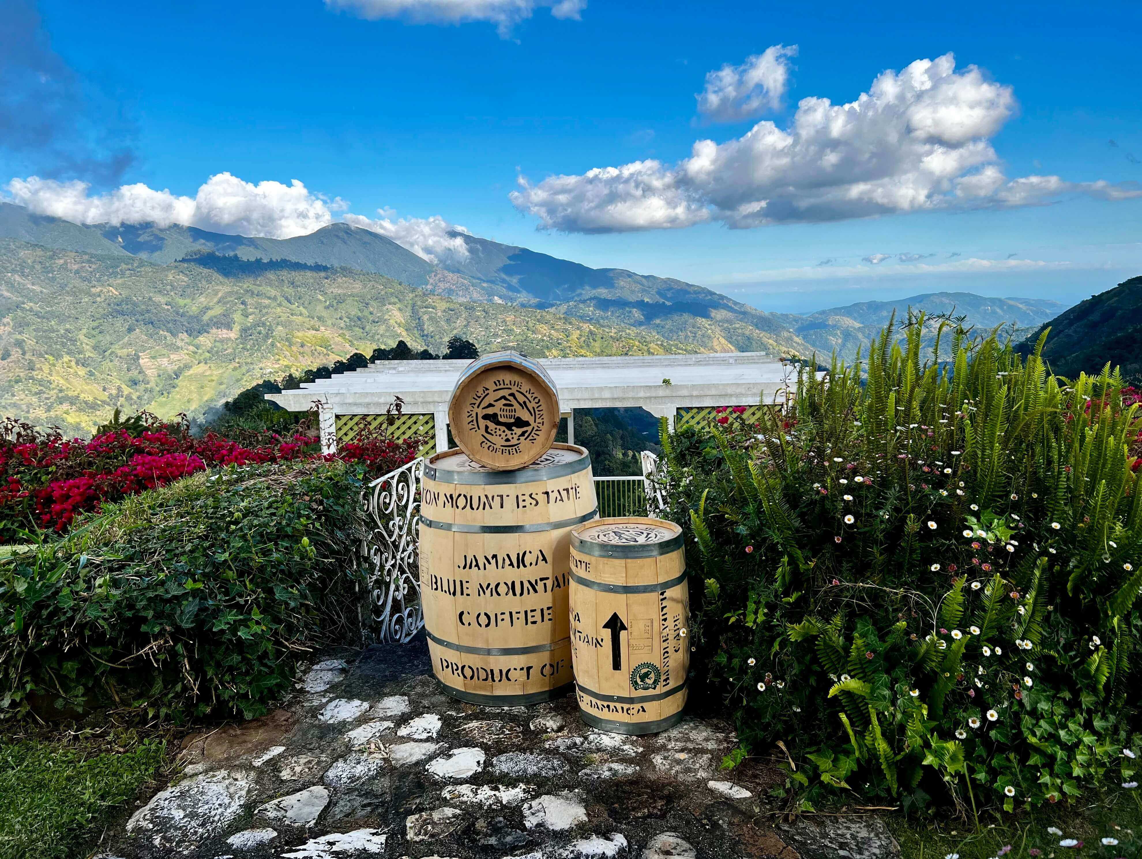 Blog How to differentiate authentic Jamaica Blue Mountain Coffee JA Coffee