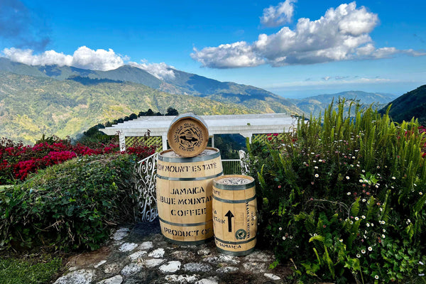 Jamaica Blue Mountain Coffee Barrels at the Jamaican Blue Mountains