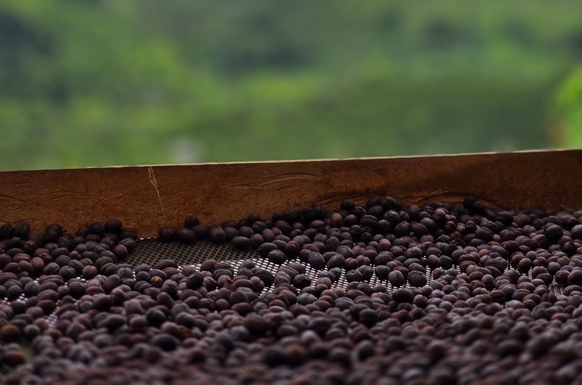 Coffee beans undergoing a Natural Process 