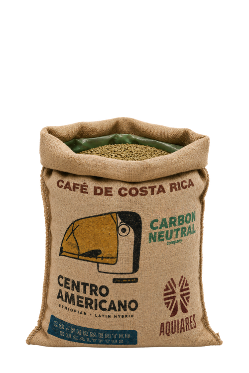 30kg Bag Costa Rica Centroamericano Eucalyptus Green Coffee Beans, Co-fermented - Wholesale