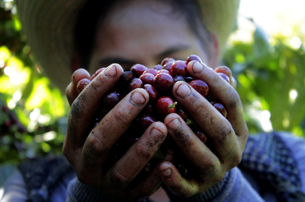 A local coffee farmer holds coffee cherries in his hands on Farm Victoria 