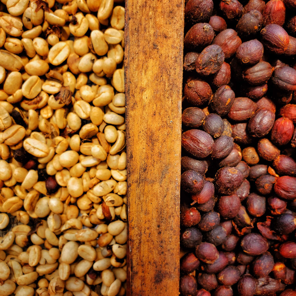 Natural Processed coffee in Jamaica. Unlike washed coffee, naturals have a sweeter taste as the beans are exposed to the fruit for a longer period of time.