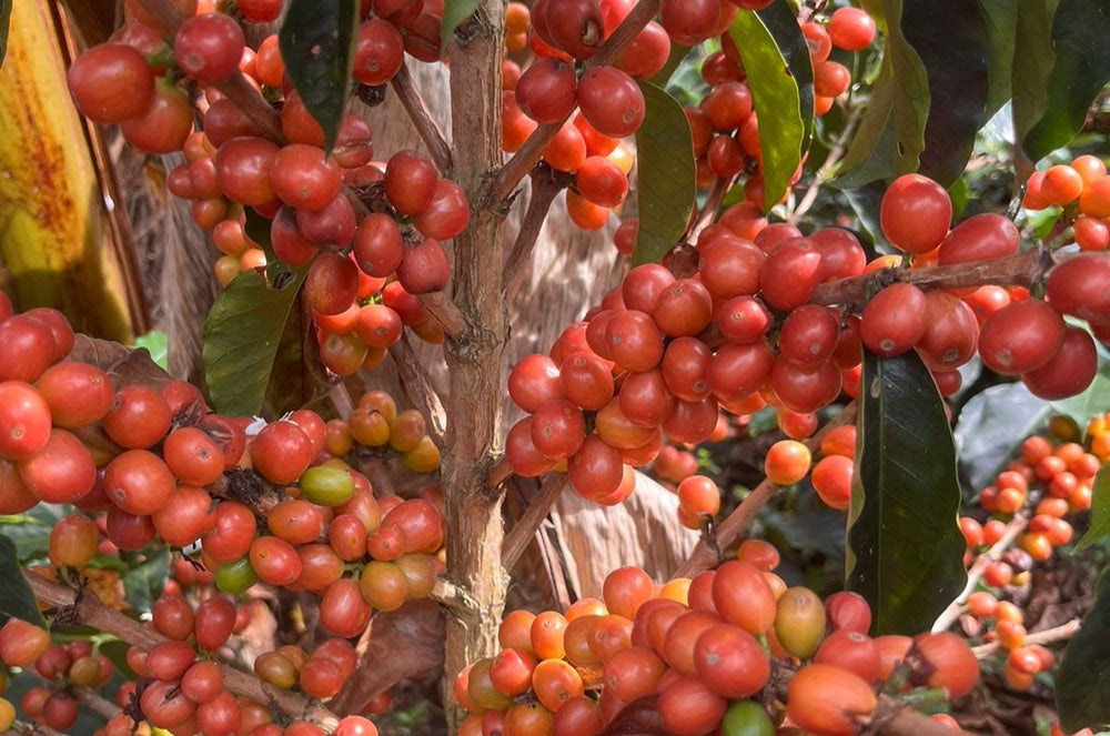 Supremo Cherries in Huila, Colombia 
