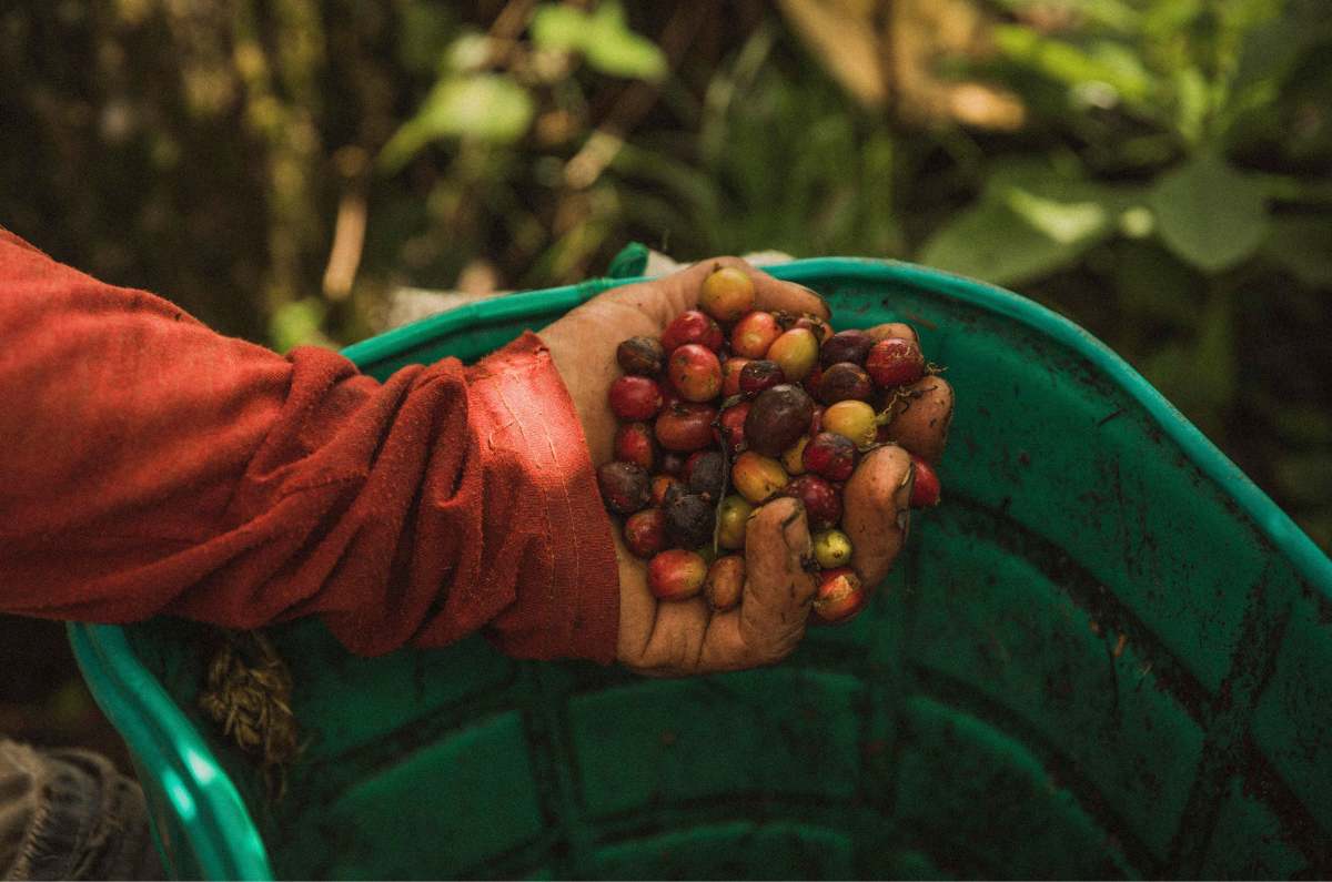 Colombian Caldas Specialty Green Coffee | Coffee for Roasters | JA