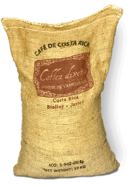 Queen Geisha Coffea Diversa from Costa Rica 
