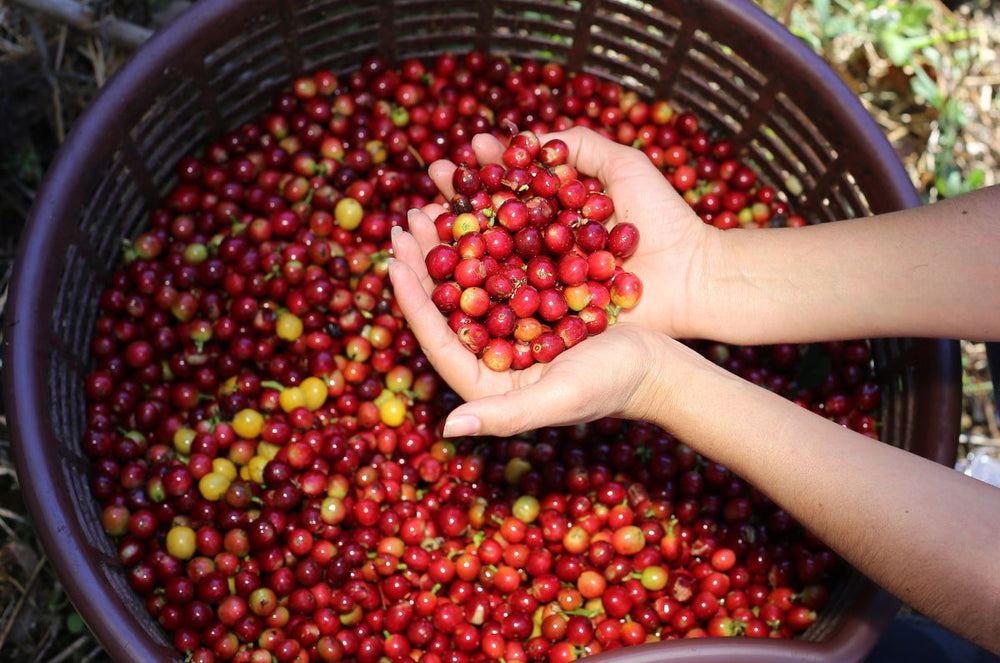Mokka Coffee Cherries from Coffea diversa, Costa Rica