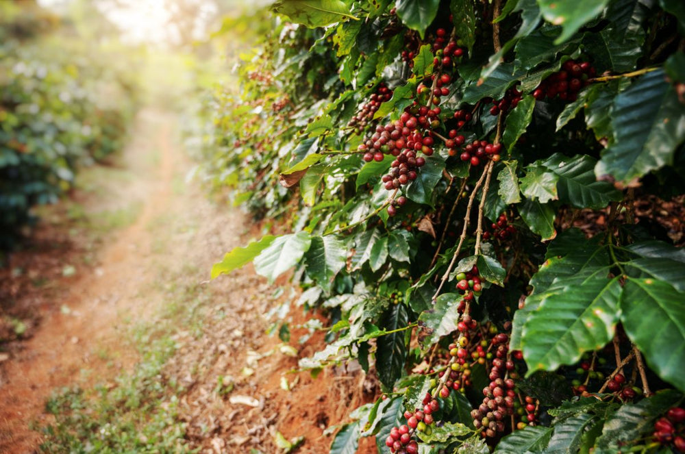Bourbon Longberry coffee cherries on the side of a trail in the Coffea diversa garden.
