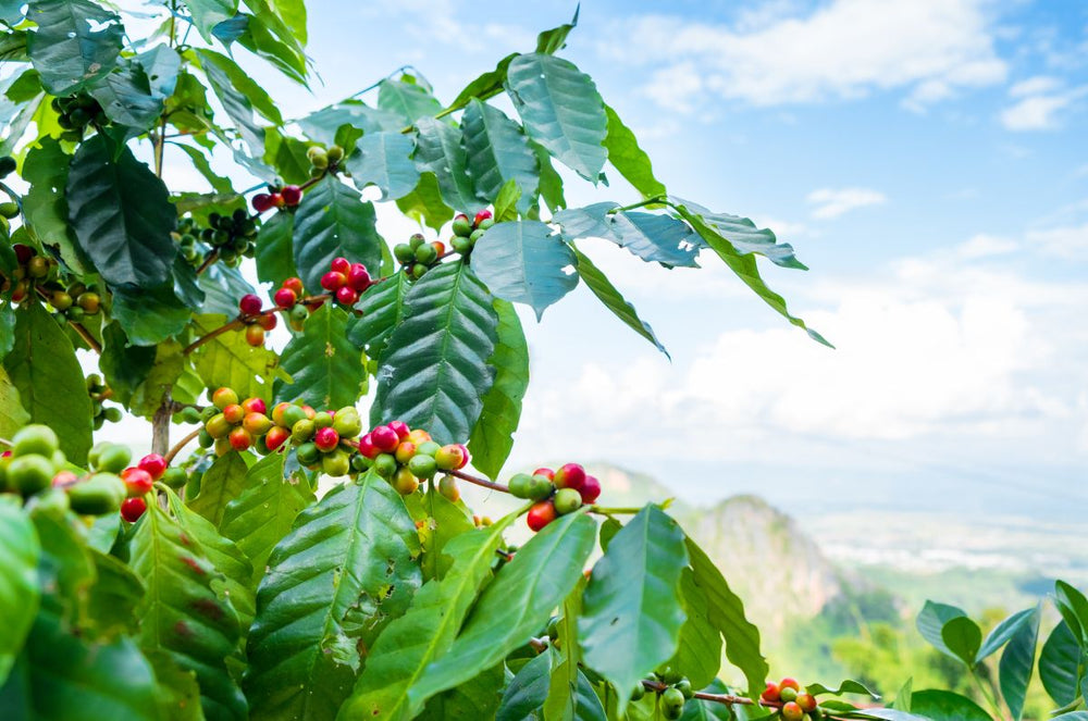 The liberica plant in Costa Rica's Coffea diversa garden.