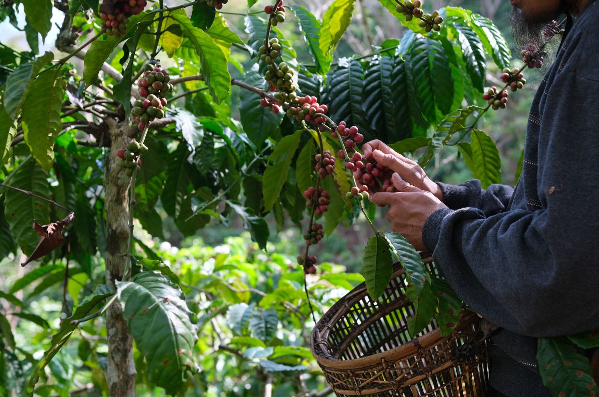 Costa Rican Coffea Diversa Bourbon Rey Washed process - Green