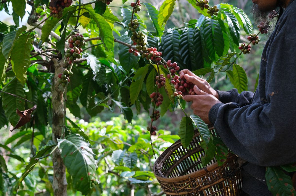 Bourbon Rey coffee cherries being picked by hand in the Coffea diversa garden