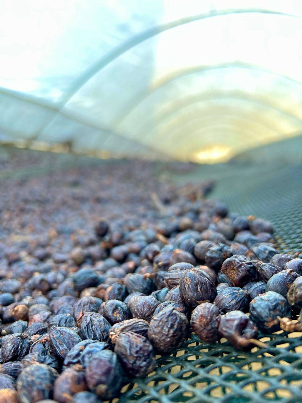 Coffee cherries drying naturally, in Finca la isabella, Costa Rica