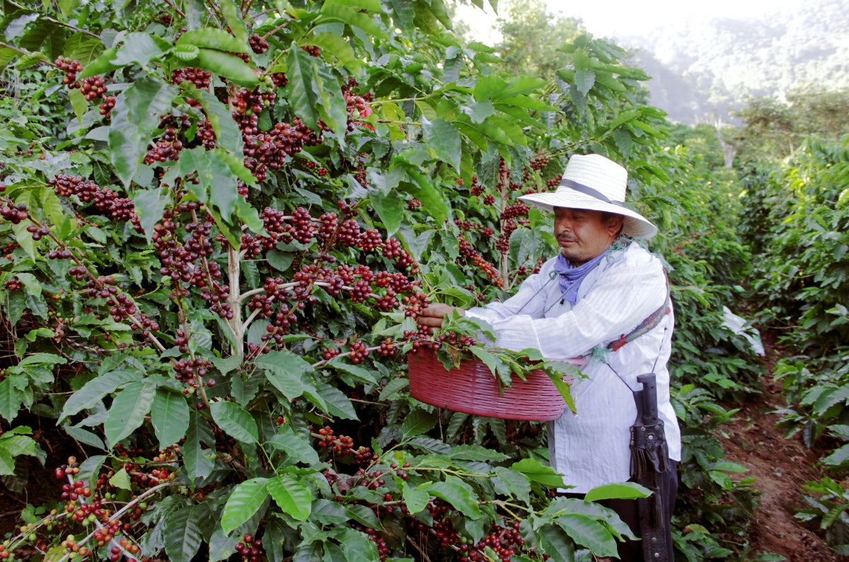 Kenya SL-34 Green Coffee Beans from El Salvador | JA Coffee | JA