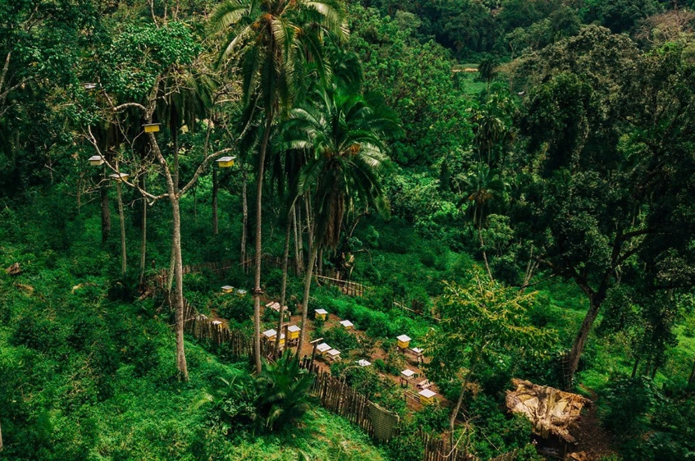 coffee farms
