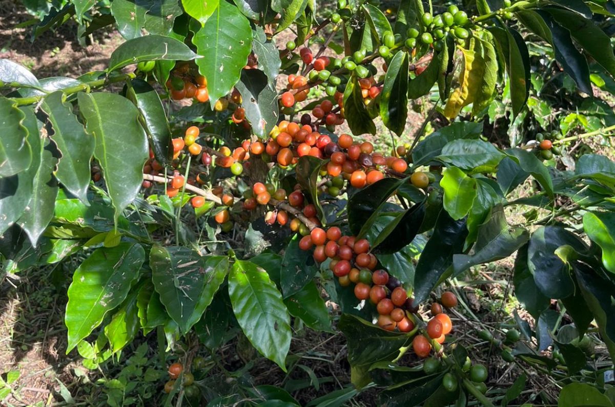 Colombia Huila Excelso coffee | JA Coffee | JA Coffee