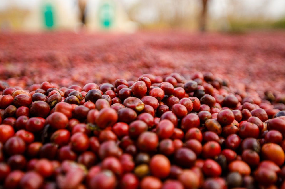 Red Coffee Cherries of the Frooty Loop Geisha coffee from Colombia 