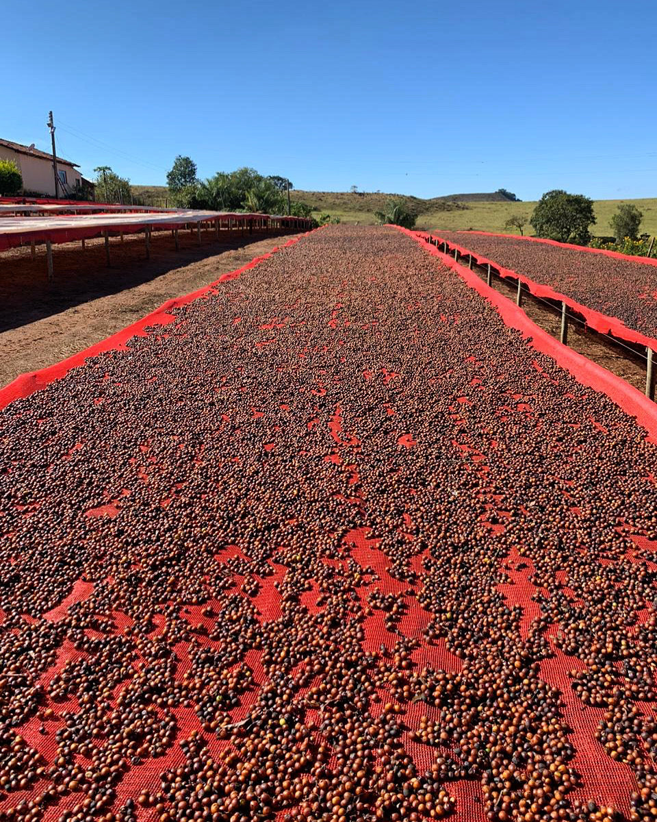 Perdido coffee farm in Nicaragua