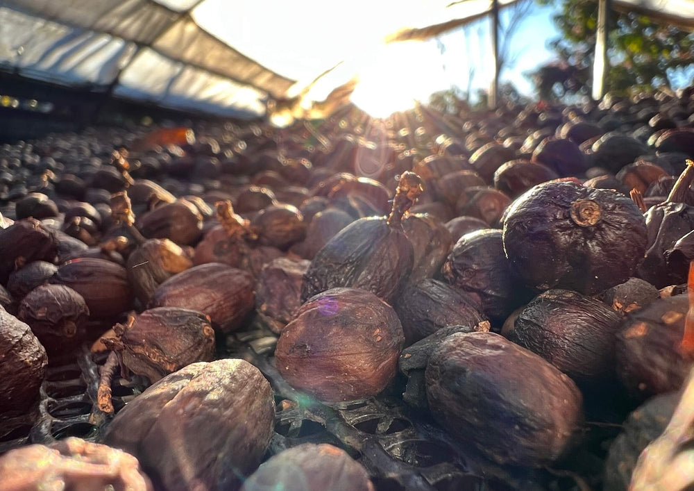 Geisha Winey process from coffea diversa in costa rica