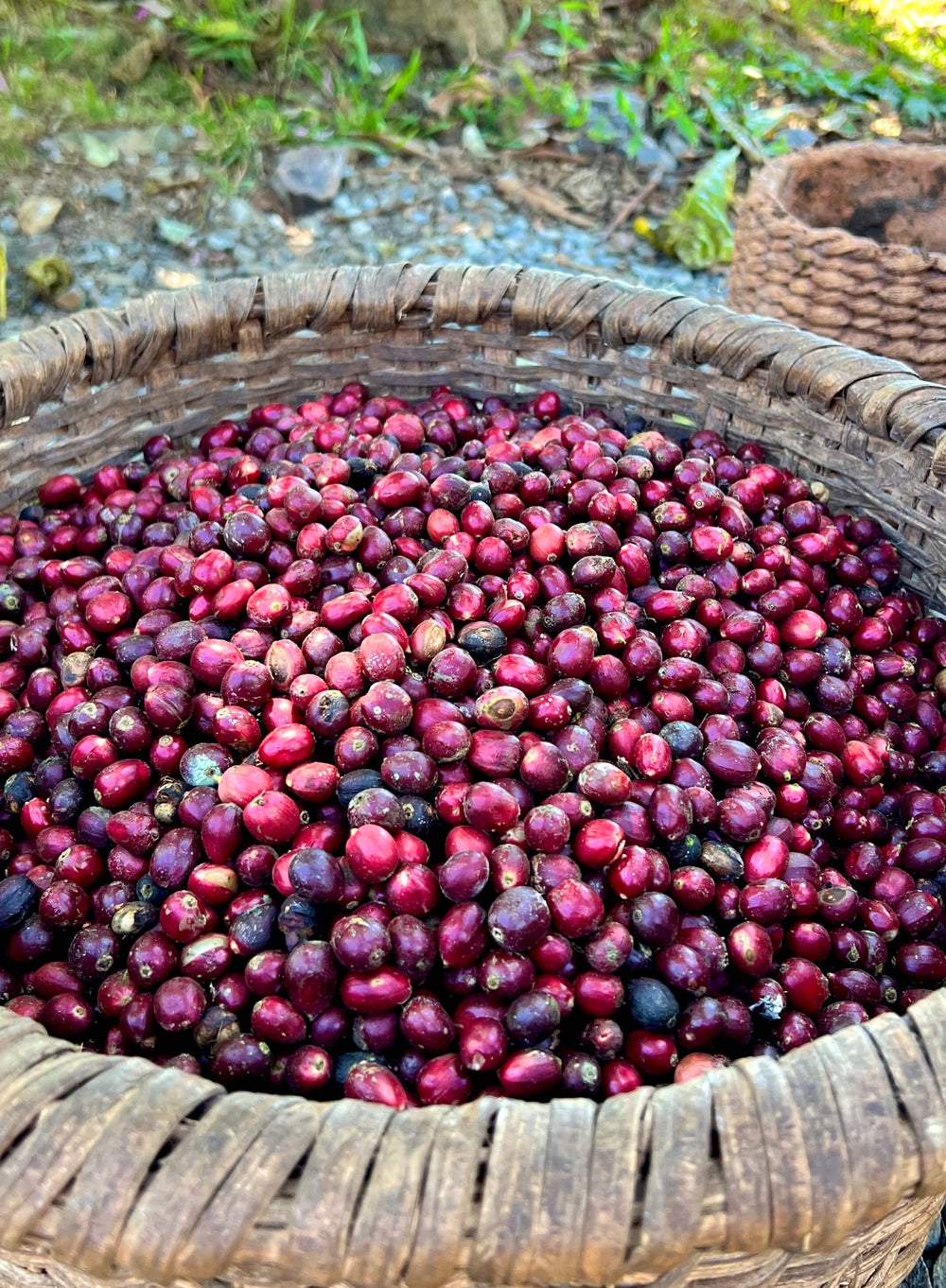 Red Coffee Cherries from the Coffea diversa garden in Costa rica