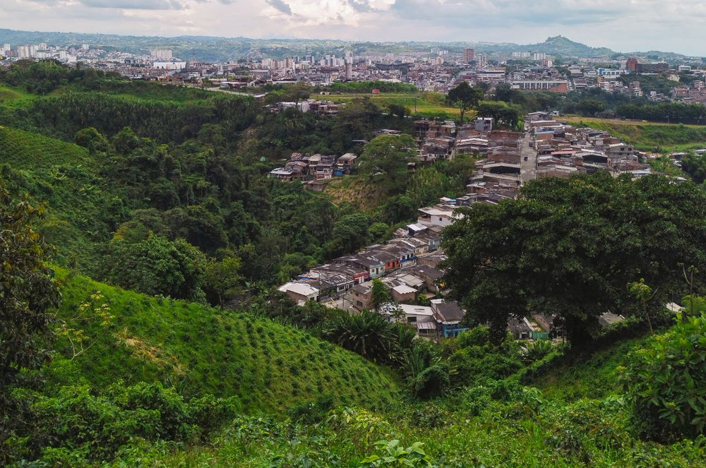 A coffee field growing Geisha coffee in Huila, Colombia 