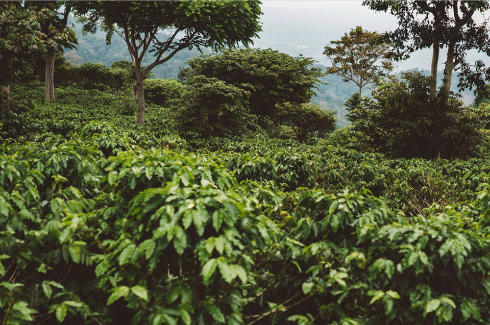 a vast field of coffee plants at Borgonovo Pohl's Victory Mountain Farm