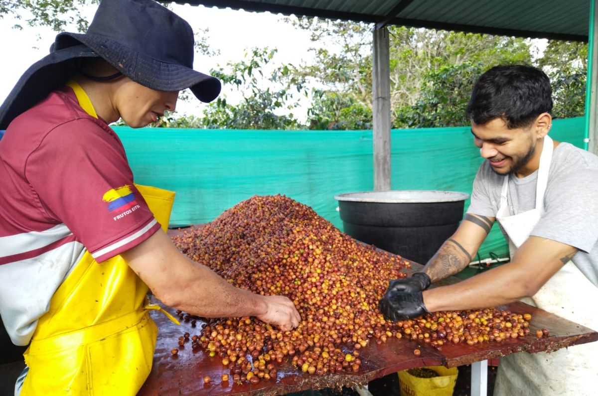Sidra Bourbon Natural – Colombian Green Coffee from Huila | JA