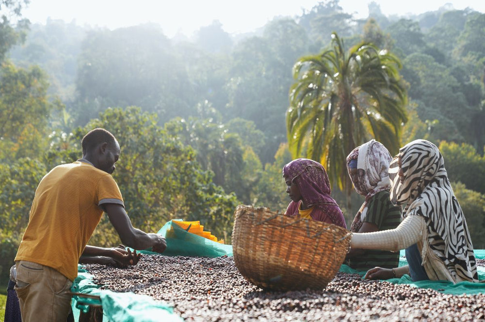 Coffee harvesters from Ken Bon painstakingly lay out the gathered coffee beans to be dried out on tanning beds. 